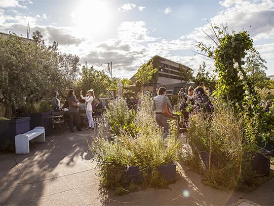 Wild plants and people mingle in the roof garden on top of Southbank Centre